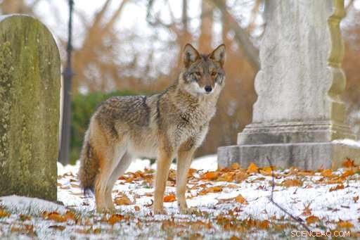 Why Coyotes Embrace Their Wolf Genes: The Future of These Adaptive Predators