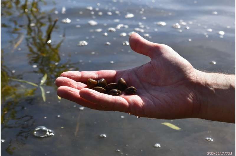 Advanced eDNA Tool Detects Invasive Clams Early, Preventing Ecological Damage