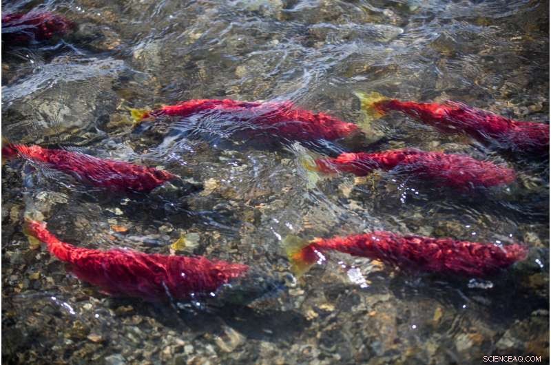 Optimal Fishing Times: How Migration Patterns Affect Reproductive Fish