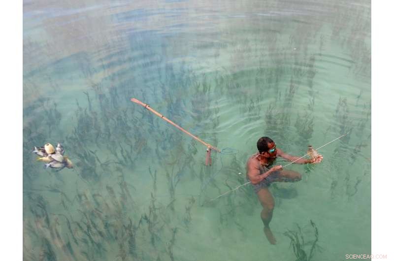 Seagrass Beds: Vital Global Fisheries Hub
