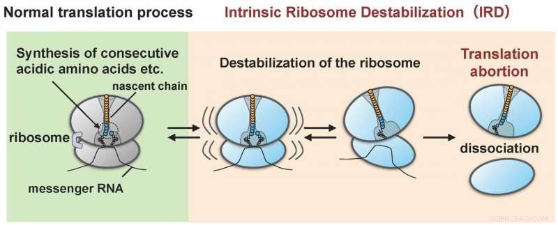 Protein Self-Termination: Destabilizing Ribosomes to Halt Its Own Synthesis