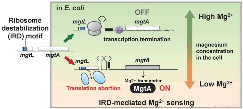 Protein Self-Termination: Destabilizing Ribosomes to Halt Its Own Synthesis