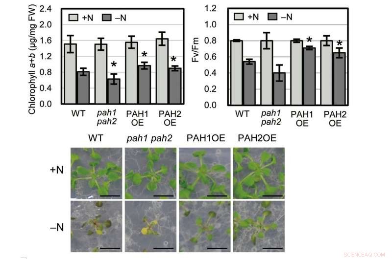 Key Enzymes Driving Plant Growth Under Nitrogen Deficiency