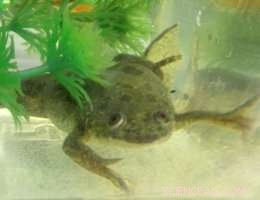 How Contrast Influences the Optokinetic Reflex in African Clawed Frogs