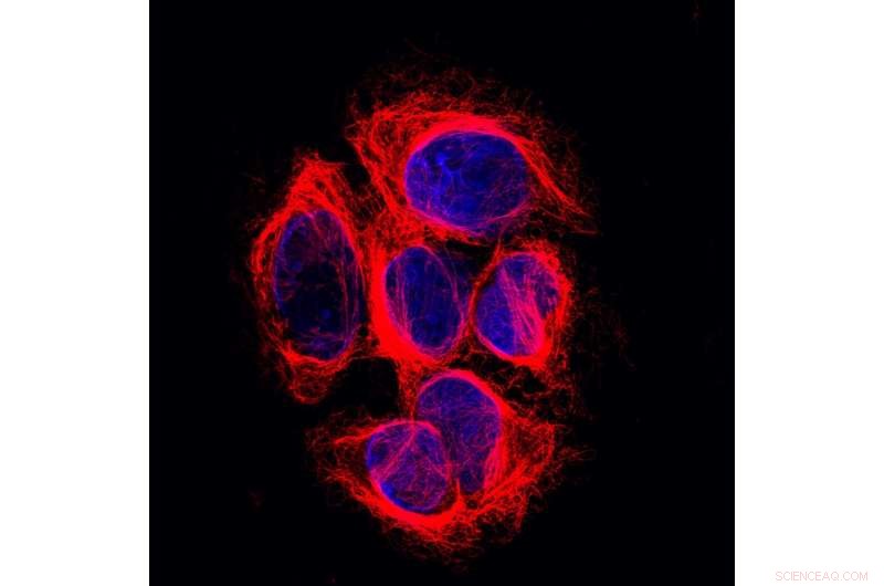 Groundbreaking Discovery Uncovers 40-Year-Old Cytoskeleton Enigma