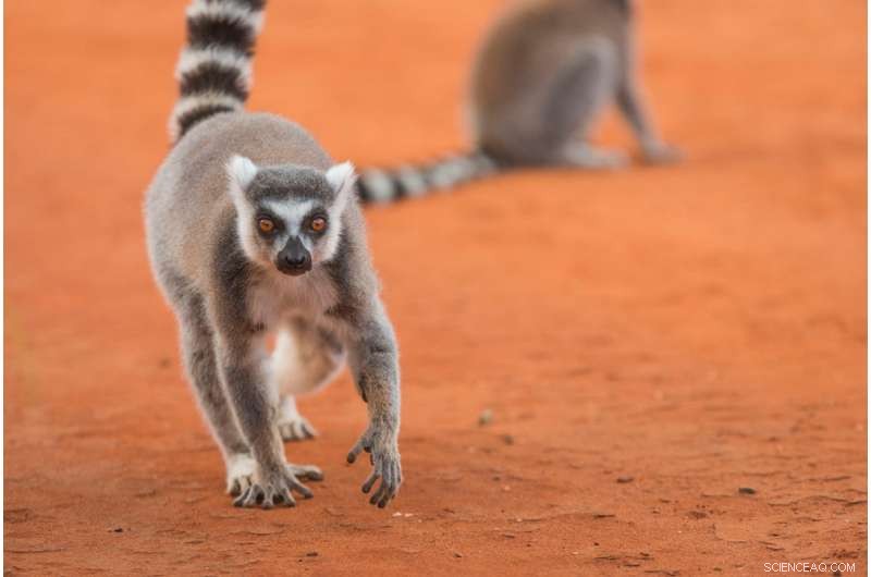 Ring-Tailed Lemurs  Flirtation Ritual: A Costly but Potentially Rewarding Strategy for Mating Success