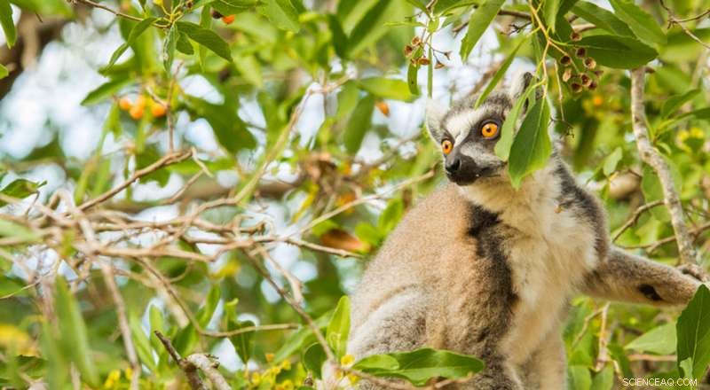 Ring-Tailed Lemurs  Flirtation Ritual: A Costly but Potentially Rewarding Strategy for Mating Success