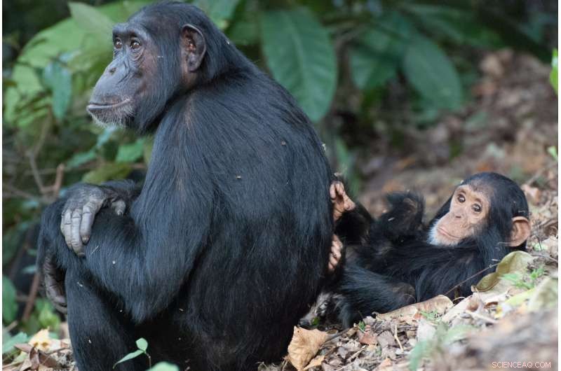 Female Chimpanzees Who Leave Their Group Delay Motherhood