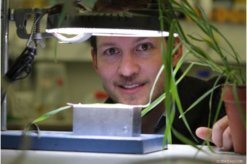 Light‑Green Leaves Boost Crop Yield While Reducing Nitrogen Demand