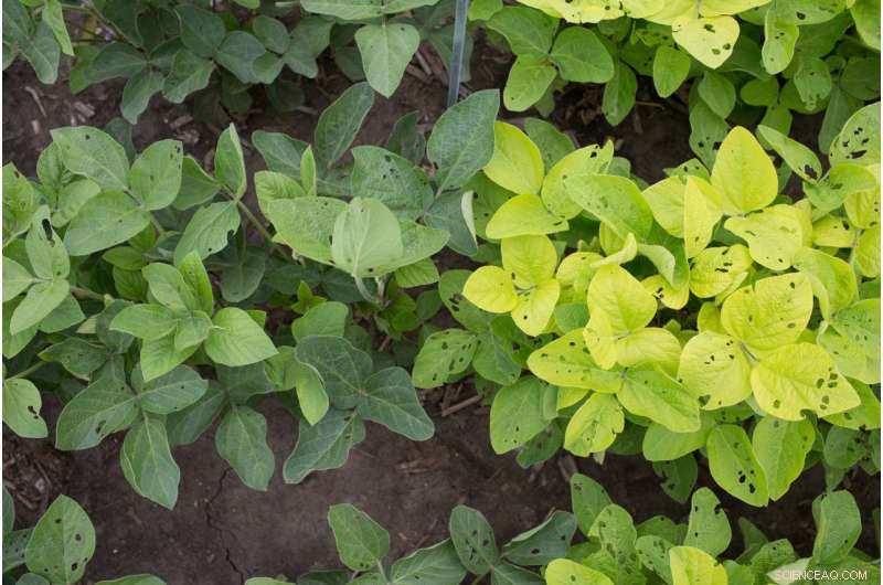 Light‑Green Leaves Boost Crop Yield While Reducing Nitrogen Demand