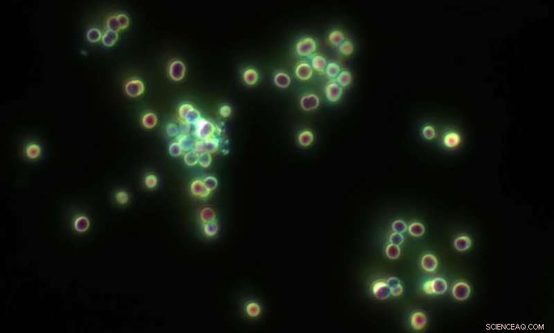 Groundbreaking Research Reveals How Key Bacteria Survive Nitrogen Deprivation