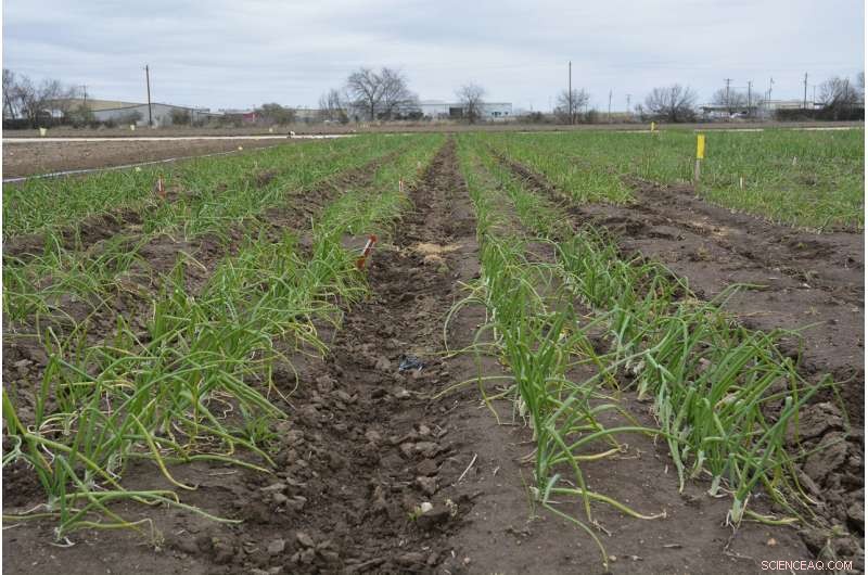 New Study Reveals Plant Growth Regulators Boost Onion Germination and Early Growth