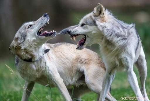 Norwegian Court Grants Reprieve to Seven Wolves Amid Conservation Conflict