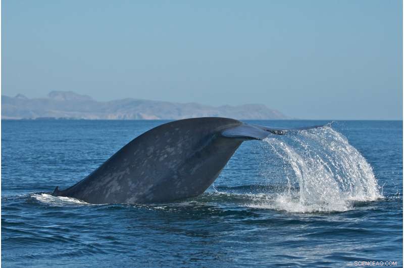 Blue Whales Prefer Right‑Side Swimming, But Flip When Moving Upward—New Study Finds