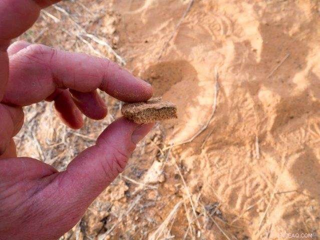 Unveiling Soil s DNA: Researchers Reveal Hidden Clues