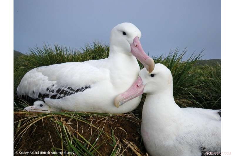 Albatross Populations Plunge: The Impact of Fishing and Climate Change