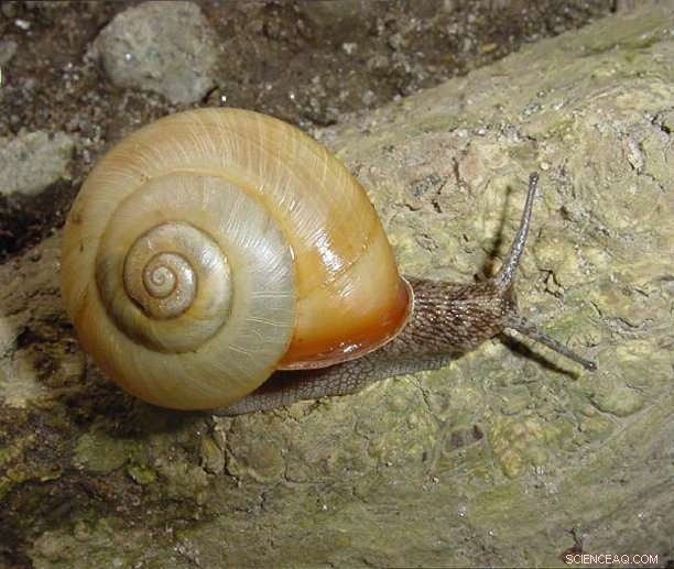 Research Reveals How Mirror-Image Japanese Land Snails Mate Face-to-Face Through Twisted Sex