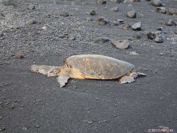Human-Fed Green Turtles in the Canary Islands Show Altered Behavior and Physiology