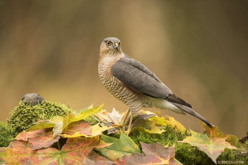 UK Bird Distribution Study Confirms Climate Models Accuracy