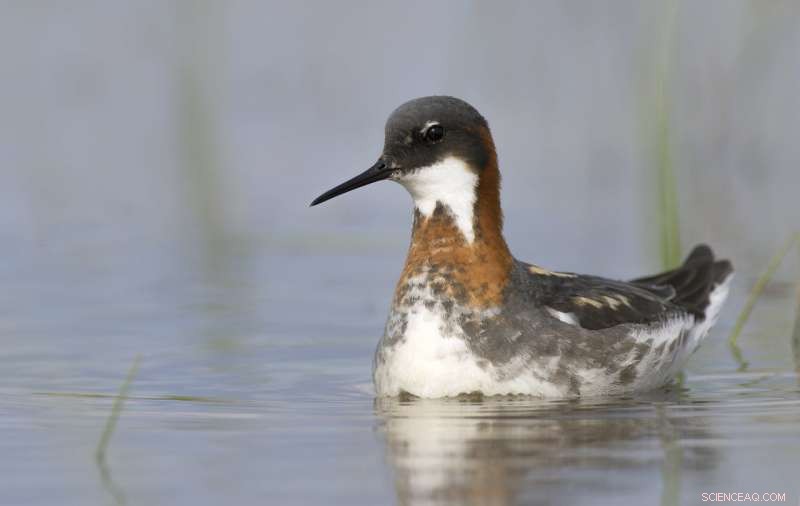 New Study Reveals Alarming Decline in Arctic Shorebirds