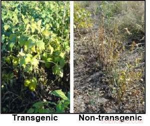 New Genetic Breakthrough: Enhancing Soybean Resistance to Sudden Death Syndrome