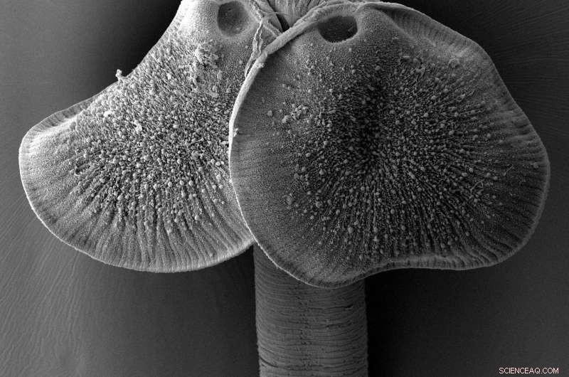 Eight-Year Study Unveils Comprehensive Treatise on Tapeworms, Introducing Hundreds of New Species