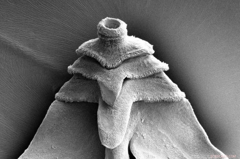 Eight-Year Study Unveils Comprehensive Treatise on Tapeworms, Introducing Hundreds of New Species