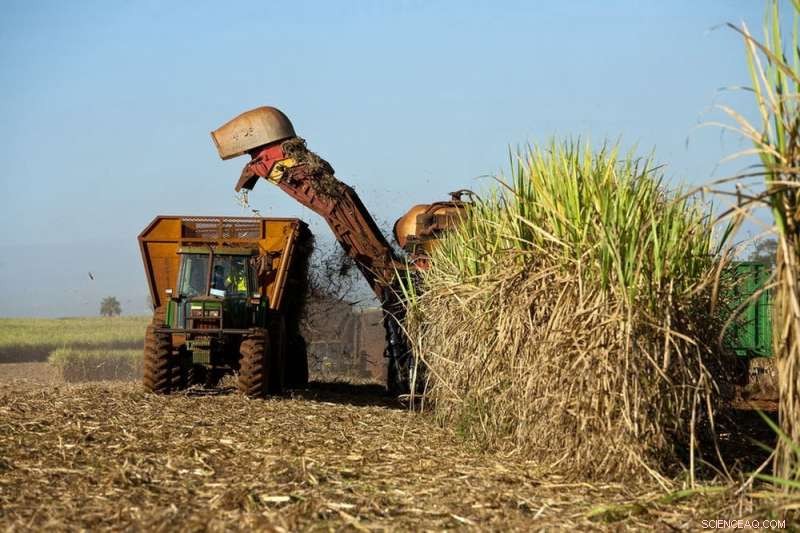 Jet Fuel from Sugarcane: A Viable Alternative to Reduce Aviation Emissions