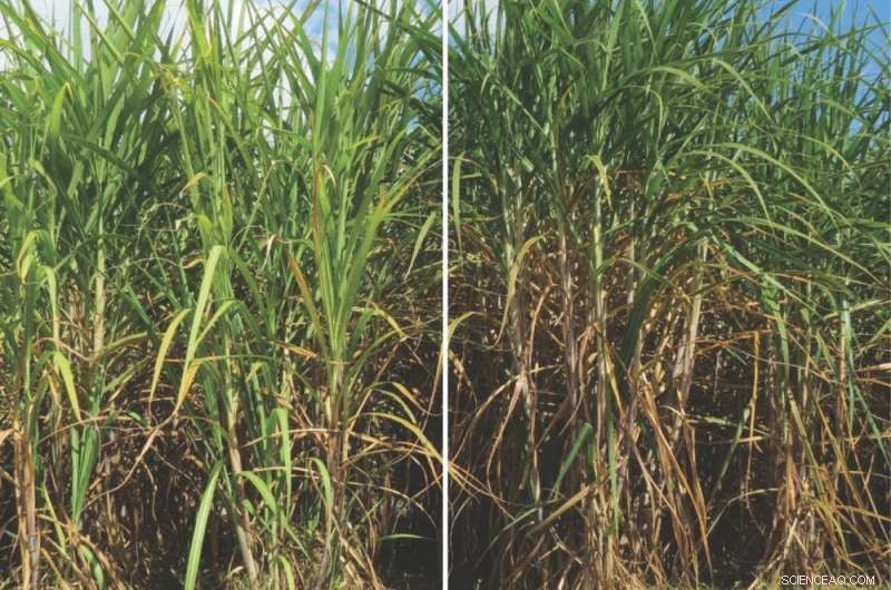 Jet Fuel from Sugarcane: A Viable Alternative to Reduce Aviation Emissions