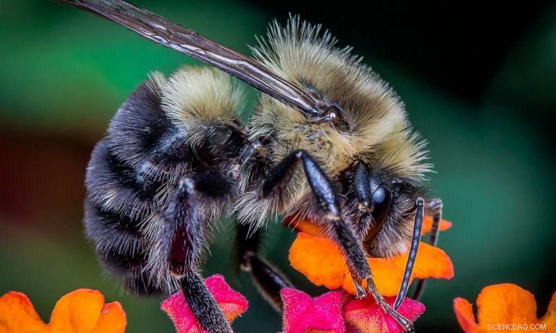 Innovative Pesticide Design Targets Pests While Safeguarding Bees