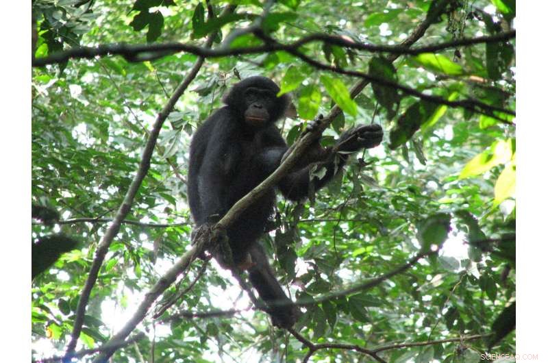 New Malaria Parasites Found in Wild Bonobos: Groundbreaking Study