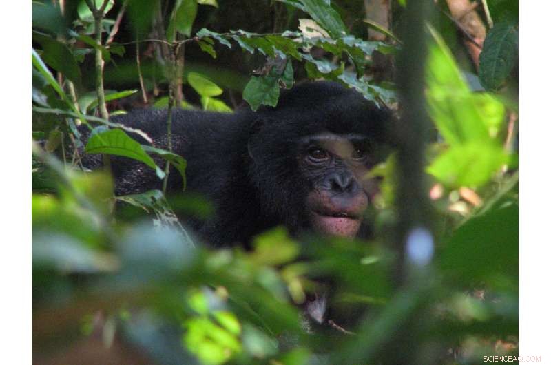 New Malaria Parasites Found in Wild Bonobos: Groundbreaking Study