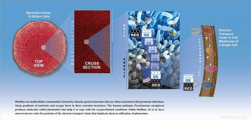 Scientists Reveal How Bacteria Thrive in Oxygen‑Low Conditions