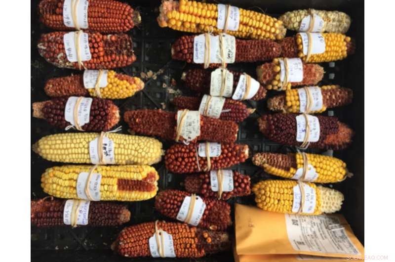 New Study Reveals How Maize Traits Can Become Silent: Uncovering Genetic Mechanisms