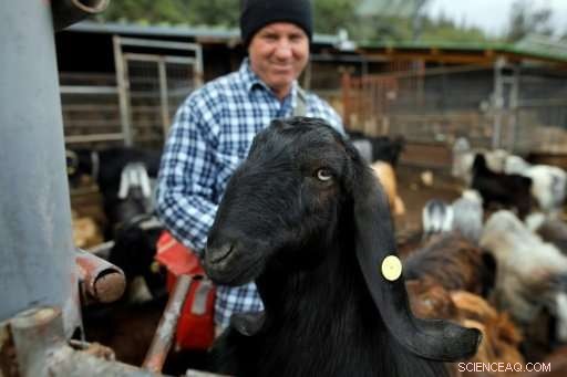 Black Goat Set to Flourish Again in Israel