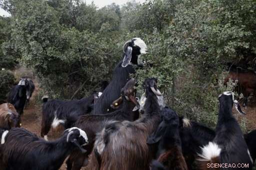Black Goat Set to Flourish Again in Israel