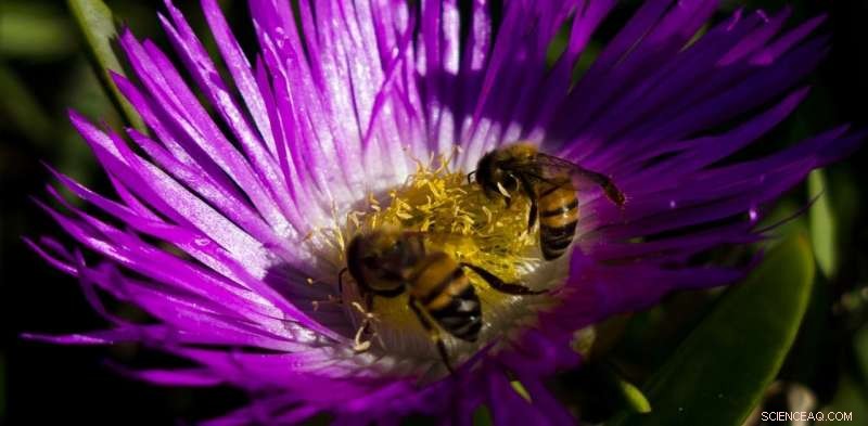 Honeybees Experience Visual Illusions Similar to Humans