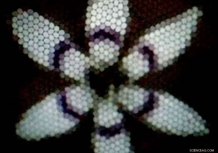 Honeybees Experience Visual Illusions Similar to Humans