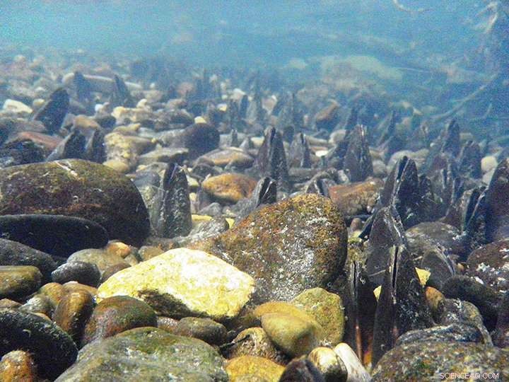 Robust Host Fish Propel Parasite Spread: New Research Findings