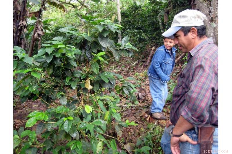 Harnessing Forest Plantations: A Sustainable Path to Robust Coffee Production