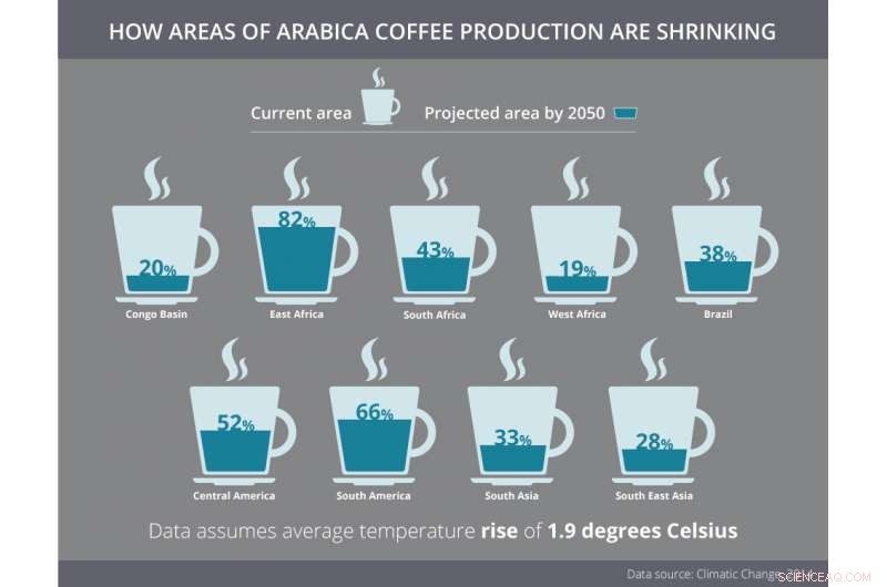 Harnessing Forest Plantations: A Sustainable Path to Robust Coffee Production