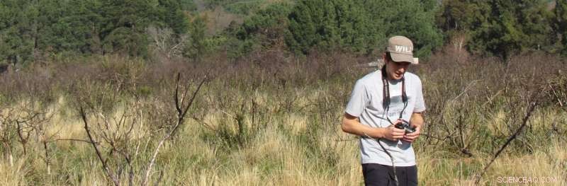 Timely Removal of Pine Trees Boosts Fynbos Restoration