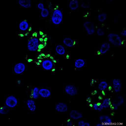 Leishmania Genome Sheds Light on Parasite s Adaptation to Environmental Changes
