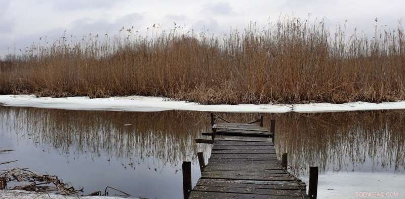 How Turtles Hibernation Works: The Role of Their Unique Breathing Adaptation