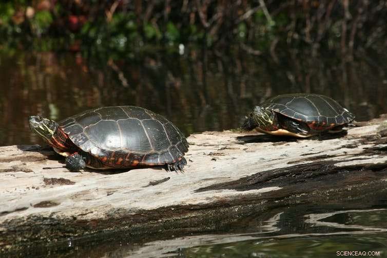 How Turtles Hibernation Works: The Role of Their Unique Breathing Adaptation