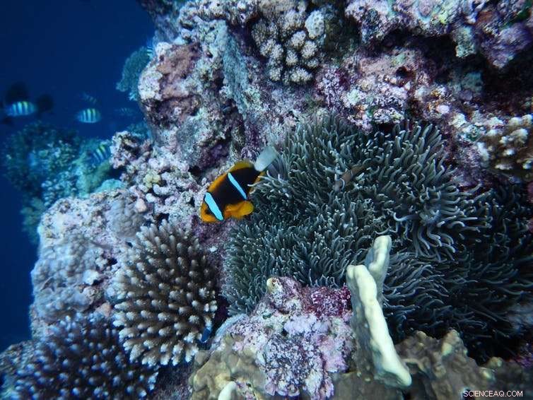 Successful Ocean Sanctuaries: Balancing Marine Life and Human Benefit