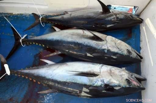 Bluefin Tuna Quota Increase Sparks Conservation Concerns