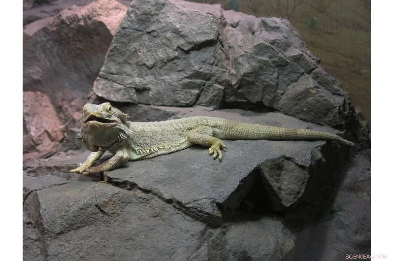 Global Warming May Diminish Bearded Dragon Intelligence