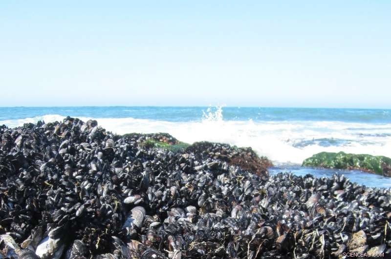 Nature’s Short‑Term Shield: Species May Seem Resilient to Climate Change