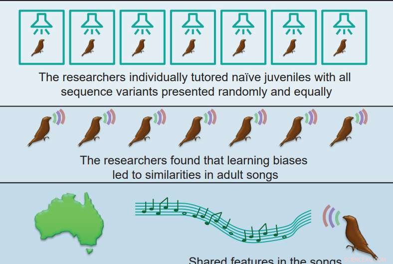 Exploring the Biological Connections Between Birdsong and Human Speech